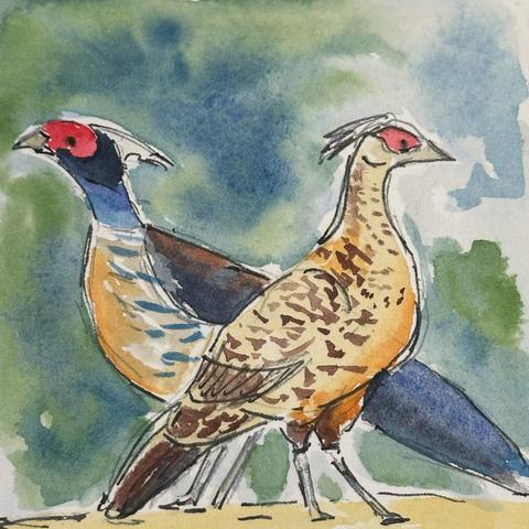 Male and female pheasants facing away from each other. Both have bright red feathers around their eyes.
