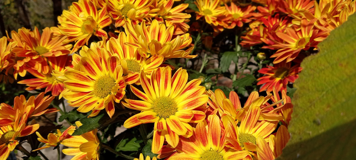 Bright orange and red Chrysanthemums