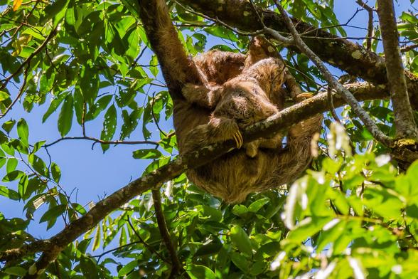 three-toed mother sloth and baby sloth are hangging on a tree