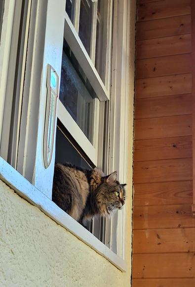 Clement, a long-haired gray tabby cat, is crouching in an open window. The wooden frame is painted white. The wall of the house is stucco, painted a creamy yellow color. The porch wall is wood paneling. There is an enameled metal thermometer on the window frame.