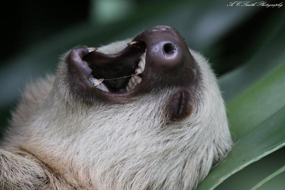 A three toed sloth takes a catnap in a palm tree in Costa Rica.