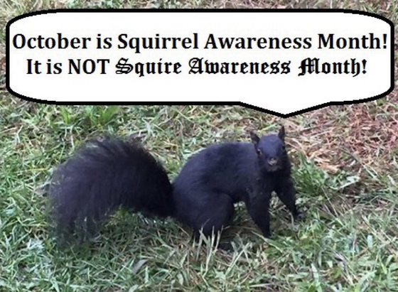 A black squirrel standing on grass says “October is Squirrel Awareness Month! It is NOT Squire Awareness Month!”