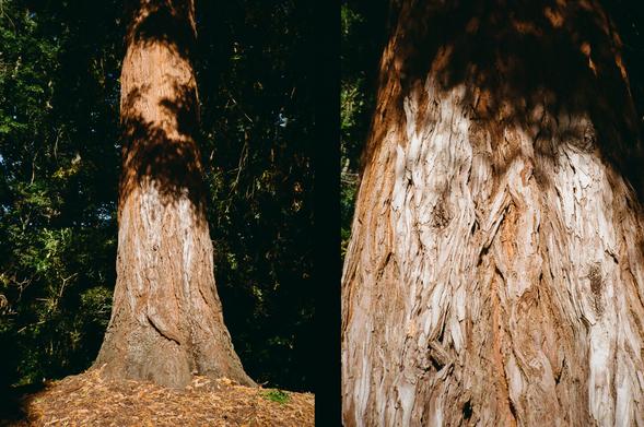 Diptych of the trunk of a tree on a Pacific Northwest college campus.

Left image of a broader view of the tree trunk, partially covered in shadows of branches that cut at top of the visible part of the trunk.

Right image is a close up, showing the texture of the white and red bark more clearly.