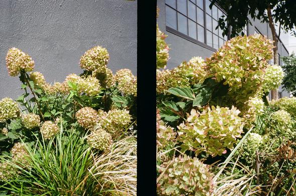 Diptych, each photo of flowering plants beside a grey building. The bulbous, yellow and red-tipped leaves take up different parts of the images in each individual photo.