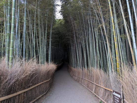 A path leading into a bamboo forest. The path itself is smooth, gray, and gently winding. On either side is a bamboo fence, consisting of horizontal bamboo beams and a waist-high crisscrossing thatch of dried young bamboo grass. Behind the fence, massive bamboo stalks reach to the sky, smooth and blue-green with white rings every few inches. The bushy canopy above cuts out most of the light such that the path quickly disappears into mysterious darkness, somewhere on the border between foreboding and inviting.