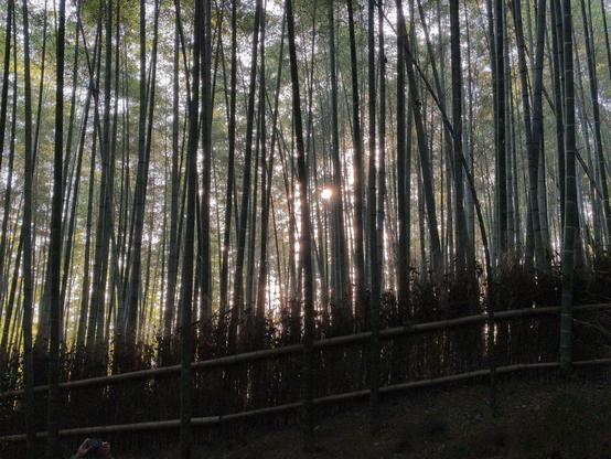 A view of the early morning sun, barely shining through a bamboo forest. In the foreground, a bamboo fence is had to see in deep shade. Behind it, massive bamboo stalks reach to the sky, mostly vertical, but with many leaning sightly this way and that, sparse enough that you can see clusters and layers of bamboo going off into the distance. Those closest to the camera are in full shade, and are a dark blue-green in color. Those further back gradually receive more illumination and are more golden green. The sky is gray-blue, and the sun looks like a tiny, brilliant starburst peeking through the narrow slots between several stalks of bamboo.