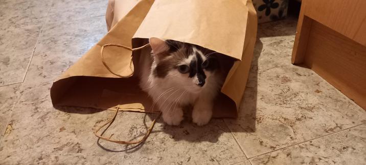 Gata blanca, negra y gris de pelo largo asomando de dentro de una bolsa de papel en la que está tumbada