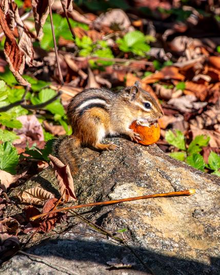 A chipmunk is on a large rock in a forest area chewing on a small orange fruit in its hands