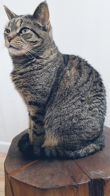 a tabby cat, named frankie, sitting on a wooden stump in front of a white wall. she has her tail curled up to the front where her front paws are.