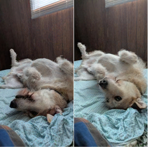 dog