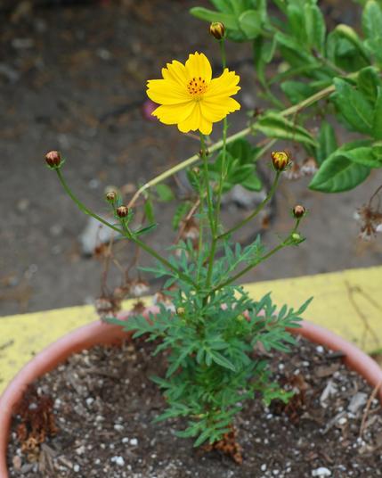 A single yellow flower stands atop a leafy green plant growing in a bowl. There are many buds on long thin branching stems on all sides of the one flower.