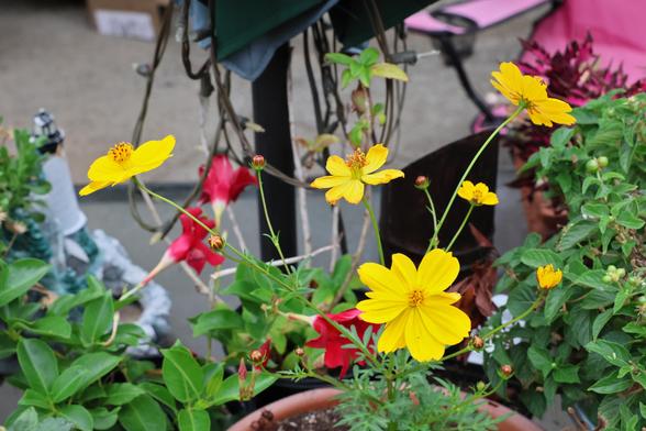 Yellow flowers stand atop very thin stems emerging from a leafy dark green plant growing in a bowl. The flowers are surrounded by the clutter of a patio table, including other flowers and leaves, and electrical lights dangling from a patio umbrella.