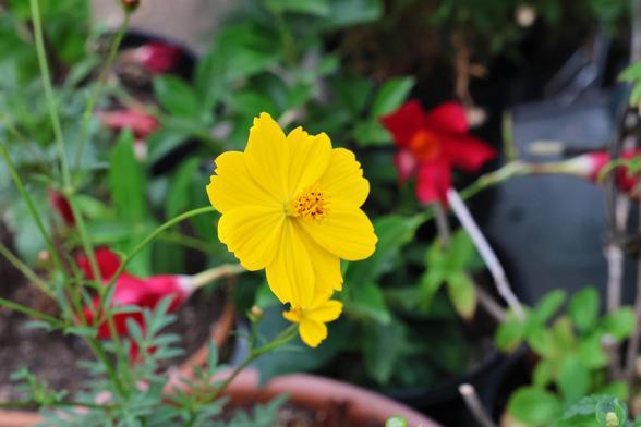 A single yellow flower opens form the end of a long thin stem at a 45° angle. The stem reaches down to a leafy dark green plant growing in a bowl. The flower is surrounded by the clutter on a patio table, including other flowers and leaves.