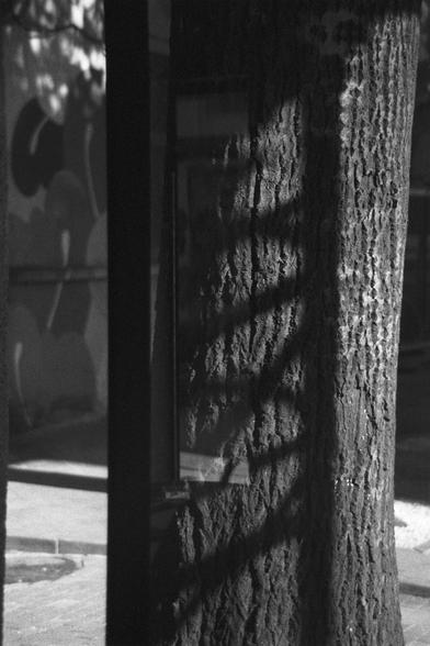 Ilford HP5 Plus 400 (FF)

English Alt Text:
A black-and-white photo of a tree trunk with deeply textured bark. Diagonal shadows from a window frame or similar structure fall across the trunk, creating a striking pattern. Behind the tree is a wall with abstract graffiti or painted shapes, and a sidewalk runs along the base. The sunlight is strong, casting sharp contrasts between light and shadow. The image blends natural and urban elements, emphasizing texture and geometry.

中文替代文字：
这是一张黑白照片，画面中央是一棵树干，树皮纹理粗糙清晰。窗框或类似结构的影子斜斜地投射在树干上，形成鲜明的线条图案。背景是一面墙，上面有抽象涂鸦或图形，墙下是人行道。阳光强烈，光影对比鲜明。画面融合了自然与城市元素，突出质感与几何美