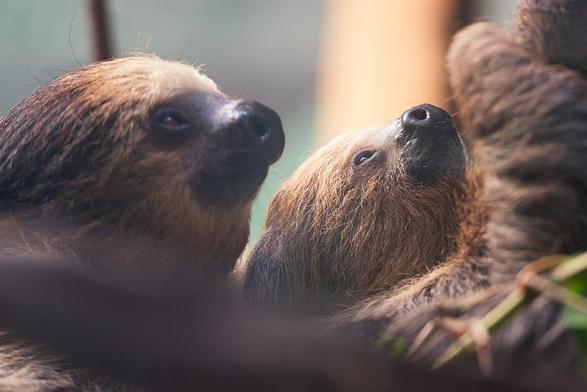 Toe-toed baby-sloth kuddling with its mom