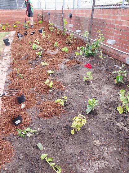 A large garden bed with small plants planted in 4 rows stretching to the background. In the foreground the plants are surrounded by rare dirt . There is brown wood chip mulch surrounding the plants on the left side and the  over the entire garden from the middle ground to the background. A gardening fork is lying on the ground on the left. In the background the legs of a gardener can be seen.