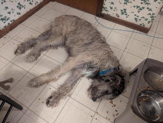 A light brown Irish Wolfhound laying on his left side on a linoleum kitchen floor.  His head is near a raised plastic food bowl stand, with two empty metal bowls.  On the floor near his head bits of dog kibble are strewn about.