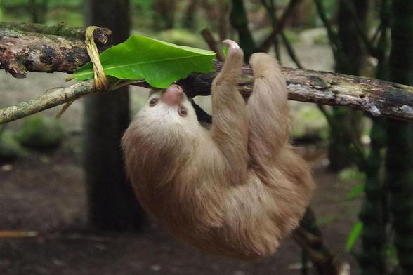 Two-toed sloth hanging on a branch