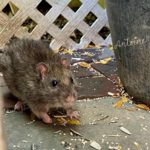 A charming brown rat is on the stone tiled ground, looking cute. He has pink nose, ears, hands and feet.