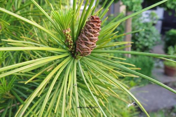 Photo of treespecies Sciadopitys verticillata : Category is photo of discerning trait