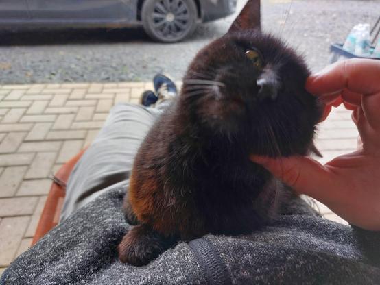 Mausi the Cat