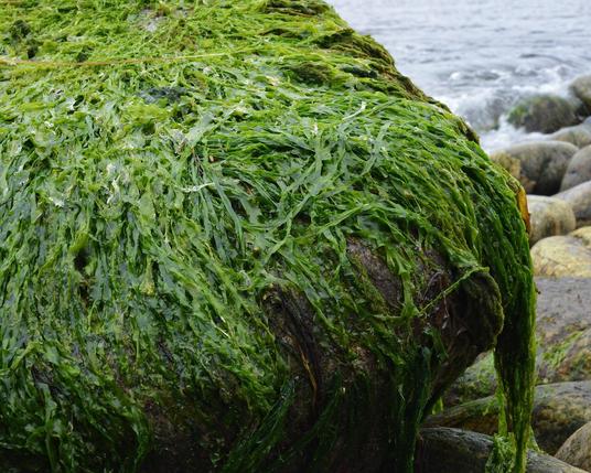 A photo of a large rock covered by sea lettuce on a shore.