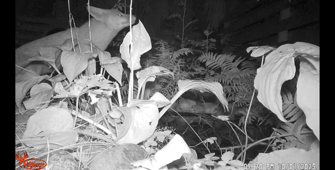 Still image from a trail camera footage: a fox looking up beside a garden pond.