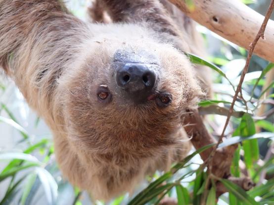 two-toed sloth hangging from a branch. The sloth is looking direkly in the camera. In the back are leafs.