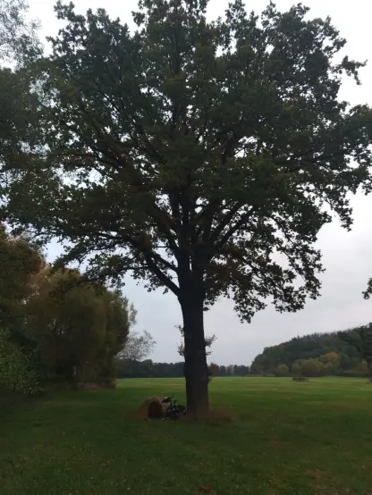 Große freistehende Eiche mit kleinem Zelt und Fahrrad darunter.