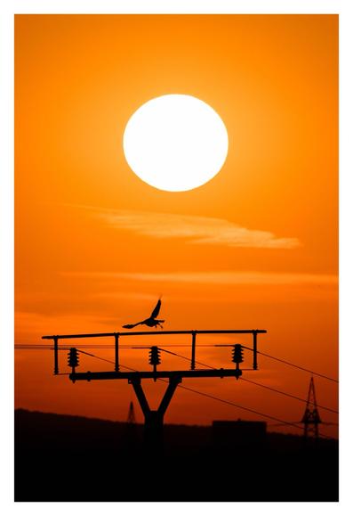 Foto im Hochformat. Sommer, kurz vor Sonnenuntergang. Die Sonne ist mittig oben im Bild, der klare Himmel mit wenigen Wolken ist knallorange. Unten ist die Silhouette eines Telefonmastes mit drei Leitungen. Ein Vogel startet gerade davon und fliegt mit ausgebreiteten Flügeln nach links weg.