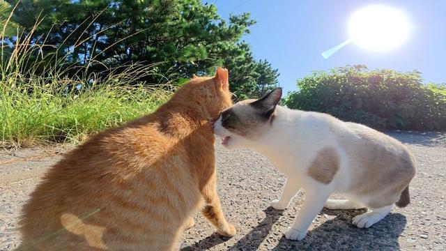 タヌキみたいなシャム猫が通りがかった茶トラ猫に突然喧嘩を売る