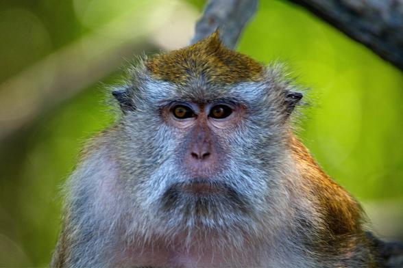 Zoom at the monkey’s face