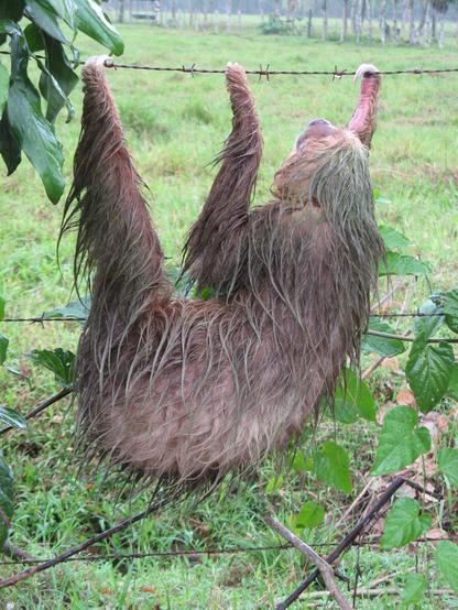 In the picture is a sloth hangging on a barbed wire fence. The fur of the sloth is wet and in the back is a meadow and a few trees.