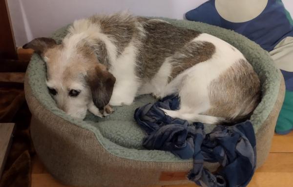 Foto de un perrito en una cama. Mira a la cámara con cara preocupada y tiene una oreja subida apoyada en el borde de la cama