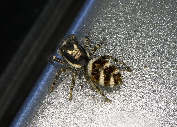 A black and white jumping spider, back to the camera, on a car door. The spider has three white stripes on each side of his abdomen, stripes on the legs, and a patch on the cephalothorax (head) that looks sort of like a cat's face with whiter ears. The spider's eyes on the top of the cephalothorax are black on black, and the others are visible only as blacker lumps on the front.
He's on a silvery-grey car, glittery, by the edge of the window,  black.