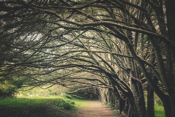 A slightly dark and atmospheric photograph of a natural archway or tunnel formed by the gnarled, intertwining branches of old trees, possibly yews. The path below is a dirt track leading into the distance, with a bright, sunlit patch of grass visible to the left. The scene evokes a feeling of mystery and ancient nature.