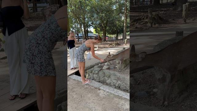 日本の奈良公園で観光客が鹿を大好きに🇯🇵｜2025年10月の素敵な自然と楽しい時間🌿