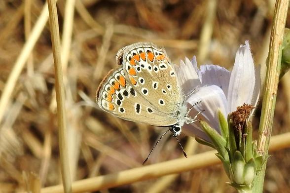 Una mariposa con las alas cerradas y erguidas, de color beige o marrón claro, posada sobre una flor de tonos lavanda pálido o azul claro. Las alas de la mariposa muestran una hilera de manchas naranjas brillantes a lo largo del borde exterior, seguida de una serie de puntos negros rodeados de blanco, y otros puntos negros dispersos hacia el centro. Su cuerpo es pequeño y peludo, de color blanco o gris pálido, con antenas anilladas de blanco y negro. La flor tiene pétalos finos y alargados. El fondo, desenfocado, consiste en tallos secos de color dorado o marrón claro, sugiriendo un campo o prado seco.
