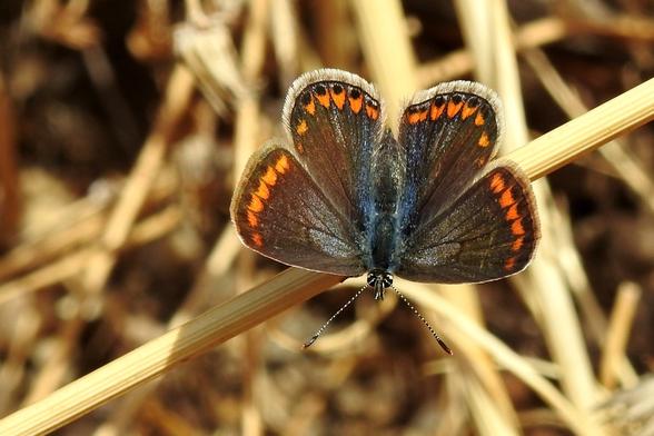 Primer plano de una mariposa con las alas superiores completamente abiertas, posada sobre un tallo seco de color dorado. Las alas son predominantemente de un marrón oscuro, casi negro, con una distintiva hilera de manchas naranjas brillantes en forma de medialuna a lo largo del borde exterior de todas las alas. El cuerpo central de la mariposa y la base de las alas presentan un tono azul metálico iridiscente. Sus antenas son finas y segmentadas, con puntas más claras. El tallo sobre el que se posa atraviesa la imagen horizontalmente. El fondo está desenfocado, mostrando una textura de paja seca en tonos ocre y marrón, sugiriendo un campo o prado soleado.