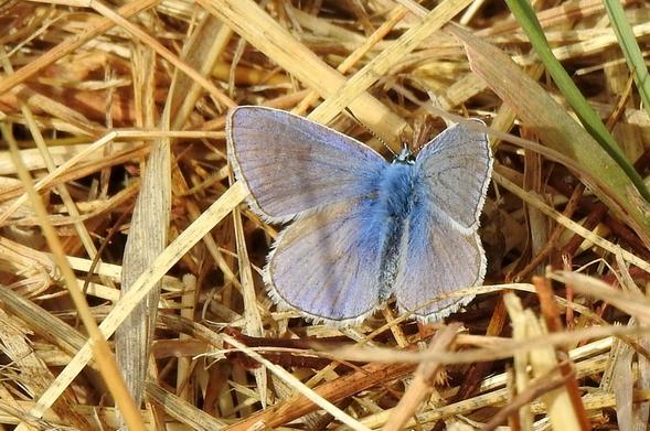 Una mariposa con alas de color azul pálido y cuerpo azul brillante descansa sobre un lecho de hierba seca y paja. La mariposa está posada con las alas completamente abiertas, mostrando la parte superior de un tono azul lavanda suave con una franja blanca delicada en los bordes. El cuerpo central es de un azul más intenso y peludo. El fondo consiste principalmente en tallos de hierba seca y paja en tonos marrones y amarillentos, con algunas briznas de hierba verde asomándose.