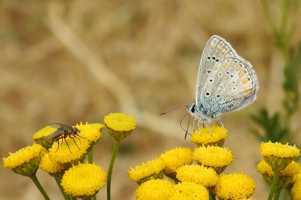 Una imagen de primer plano muestra una mariposa y una mosca posadas sobre varias flores amarillas de forma esférica. A la derecha, una mariposa con alas parcialmente cerradas y erguidas. Sus alas son de color gris azulado pálido con puntos negros y algunos toques naranjas y morados en el borde inferior. Su cuerpo es peludo y tiene antenas finas. A la izquierda, una mosca de cuerpo oscuro y alas semitransparentes está posada en otra de las flores amarillas. Las flores son de un amarillo brillante, con cabezas densas y redondas, agrupadas en tallos verdes. El fondo está desenfocado, mostrando tonos ocres y verdes que sugieren vegetación.