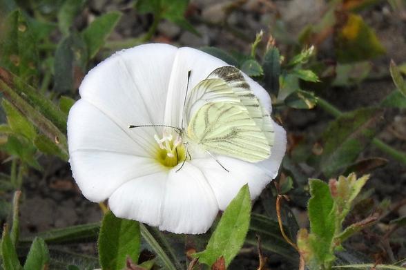 Primer plano de una mariposa de color blanco verdoso pálido, casi translúcido, posada en el centro de una flor blanca y abierta. Las alas de la mariposa están cerradas, mostrando delicadas venas oscuras y algunas manchas grises o marrones en los bordes superiores. Sus antenas finas y oscuras se extienden hacia adelante. La flor es de un blanco puro, con pétalos acampanados y un centro amarillo verdoso claro donde se asientan los estambres. El fondo, ligeramente desenfocado, muestra vegetación verde y tierra.