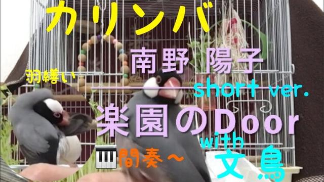【文鳥とカリンバ】楽園のDoor ／ 南野陽子 🎬short ver.