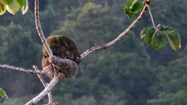 Three-toed sloth sitting on a small in a great high. in the back you can see the rainforest from far away.
