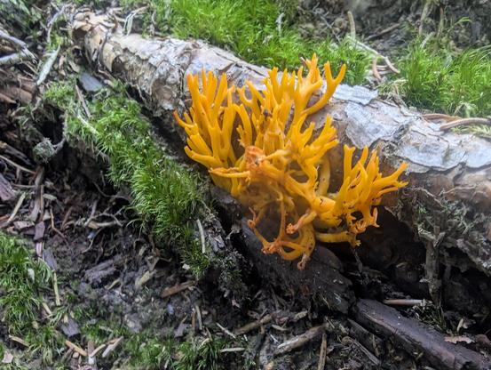 Auf einem Waldboden liegt eine tote Fichte inmitten von Moos. Auf dem Totholz wächst ein orangener Pilz. Er hat etliche Äste, wie eine Koralle.