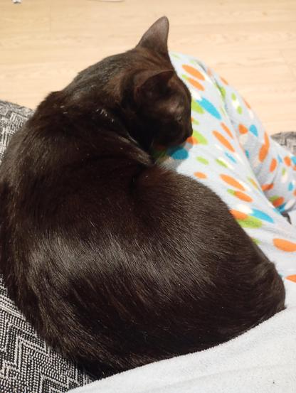 Gato negro tumbado encima de mi pierna izquierda, al lado del brazo del sofá.