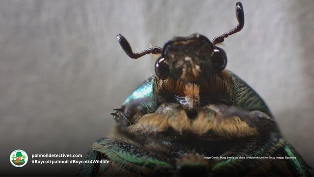Dung #beetles 🪲🦗🐛 are unsung heroes of ecosystems. If both drought and fire kill off dung beetles, then the Amazon #rainforest is in serious trouble. Help them to survive by going #vegan and #Boycottpalmoil 🌴🪔☠️🤮⛔️ #Boycott4Wildlife @palmoildetect https://wp.me/pcFhgU-4IZ?utm_source=mastodon&utm_medium=Palm+Oil+Detectives&utm_campaign=publer