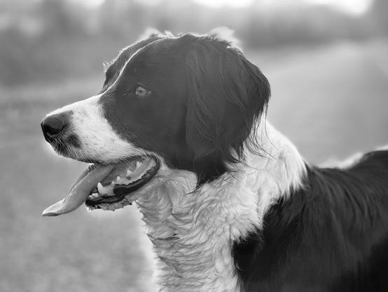 Portrait of a dog against the light in the setting sun. (Version françæ) Portrait d’æn chiæn à contre-jour, soleil couchanx.