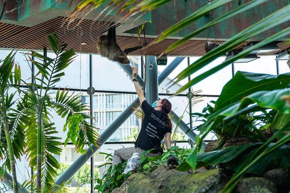 There is a two-toed sloth eating food from the hand of its zoo-keeper. In the right and the left are big, tropical leafs and thogth the window in the back you can see a hoese.
