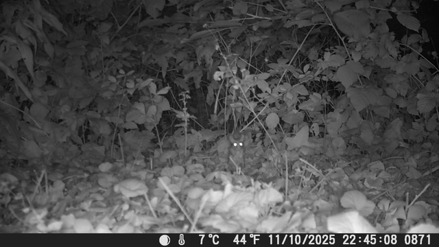 Ein Bild von einer Wildkamera. Es ist nachts aufgenommen und aufgrund der Infrarotkamera schwarz-weiß. Man sieht einige größere Pflanzen im Hintergrund und Efeu und ein paar Wildkräuter auf dem Boden. In der Mitte des Bilds steht ein Gartenschläfer auf den Hinterbeinen. Er hat um die Augen einen schwarzen Streifen im Fell, was aussieht wie eine Augenbinde. Seine großen Augen leuchten. Er hält seine Vorderpfoten vor dem Körper und schaut von uns aus gesehen rechts an der Kamera vorbei. Seine Ohren sind groß und aufgestellt, sie richten sich schräg nach vorne.